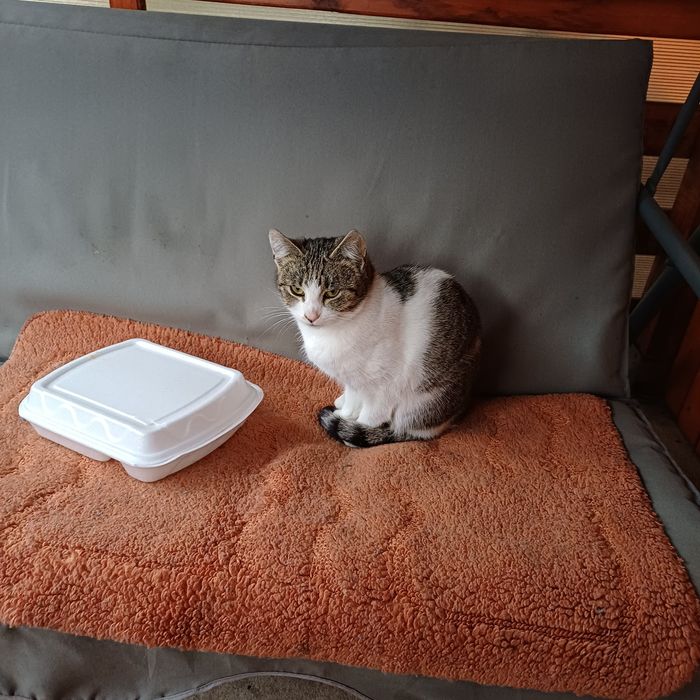 Donez 2 pisicute dragalase