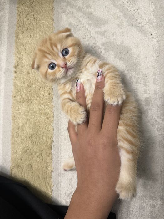 продам шотладских котят