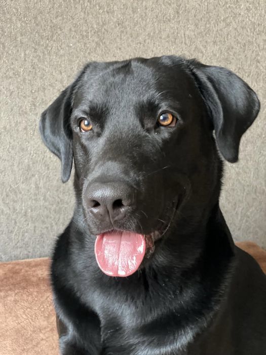 Лабрадор «Наруто» ищет своего хозяина