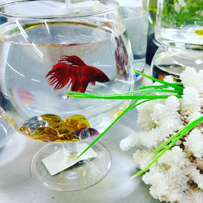 Рюмка5л .В Афалине.Навои Торайгырова