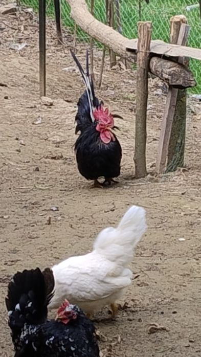 Familii chaboo albe și bobate