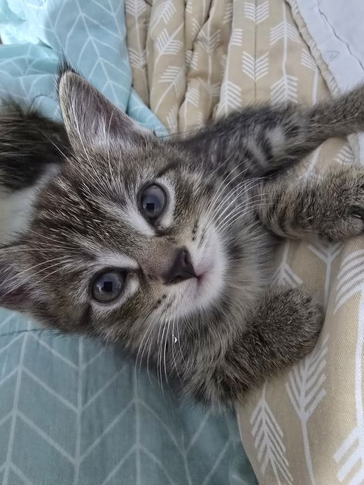Отдам котёнка в добрые руки