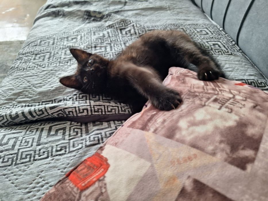 Котёнок девочка 1,5 месяца