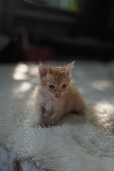 2-х месячные котята