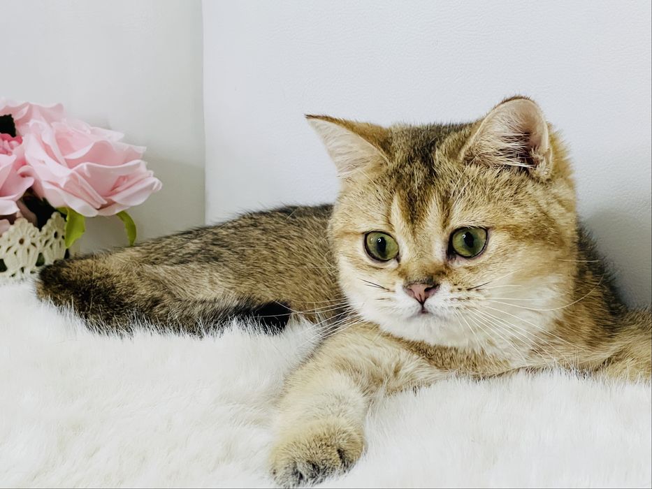 Девочка  золотая шиншилла