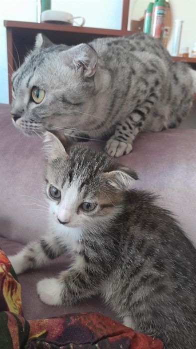 Котёнок скоттиш страйт