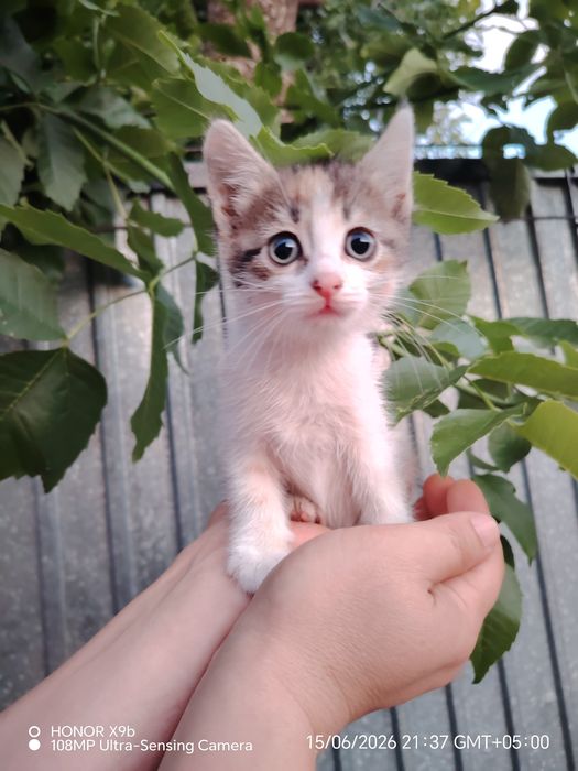 Отдам милых котят