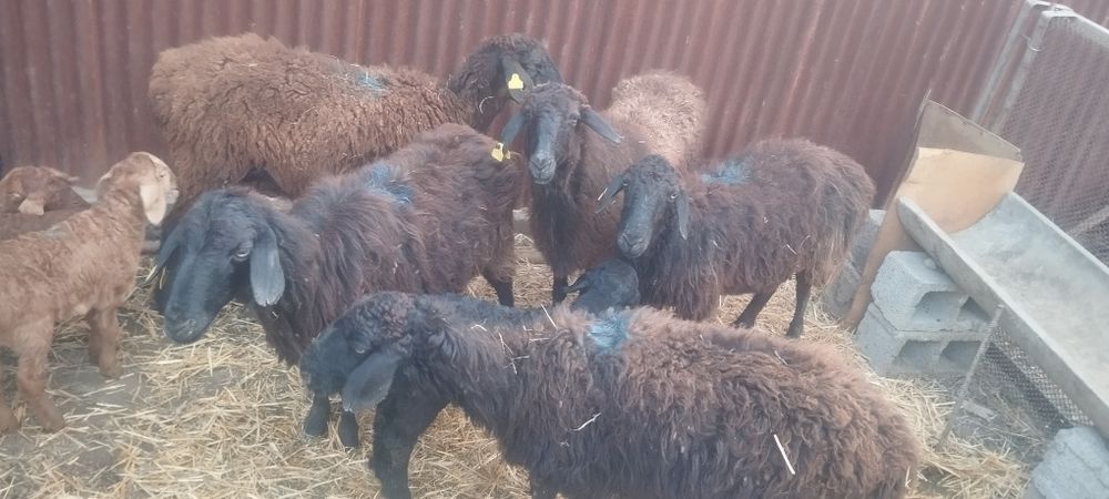 Қозылы қой 3 еркек 3кргашы