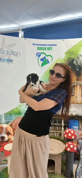 Продаётся щенок помесь, метис