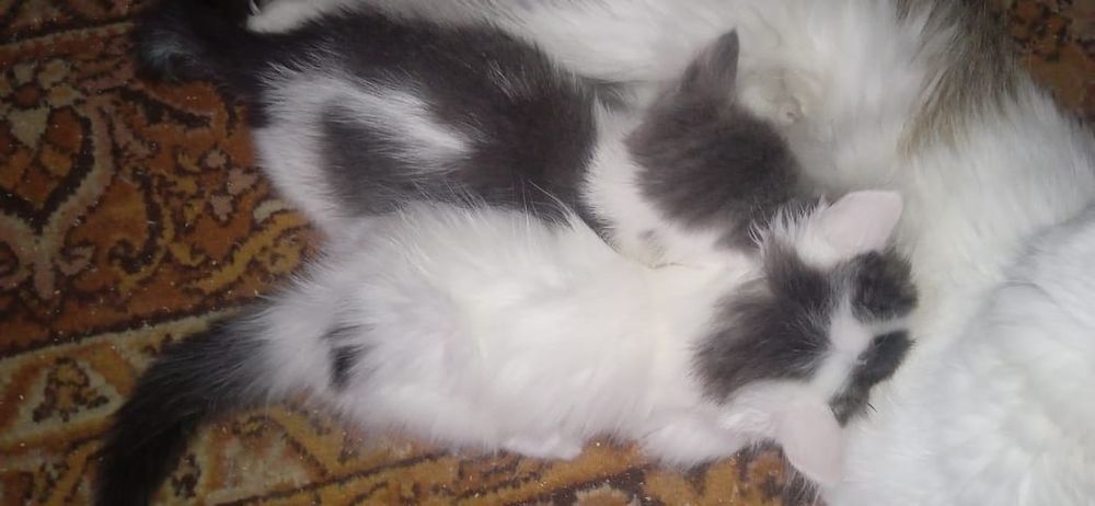 Отдаём котят в добрые руки