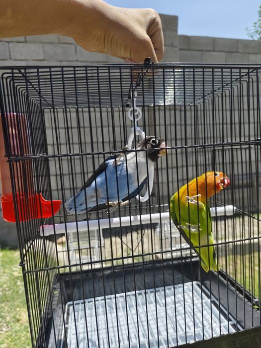 Попугай  разные .