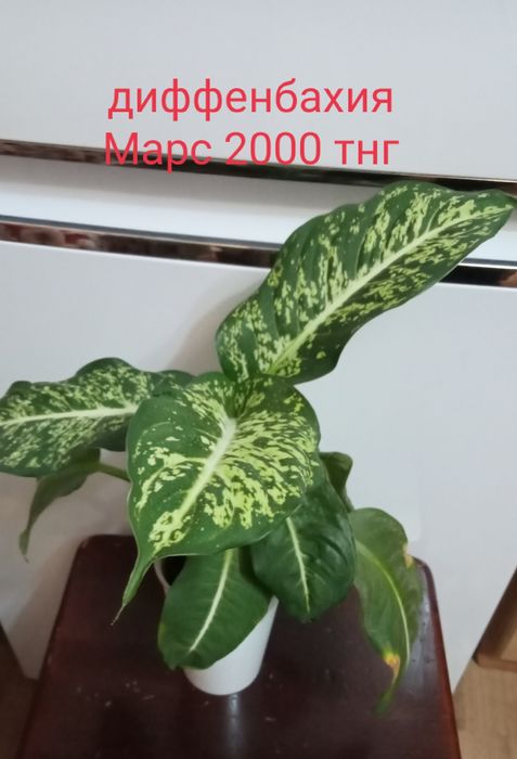 Продам комнатные цветы