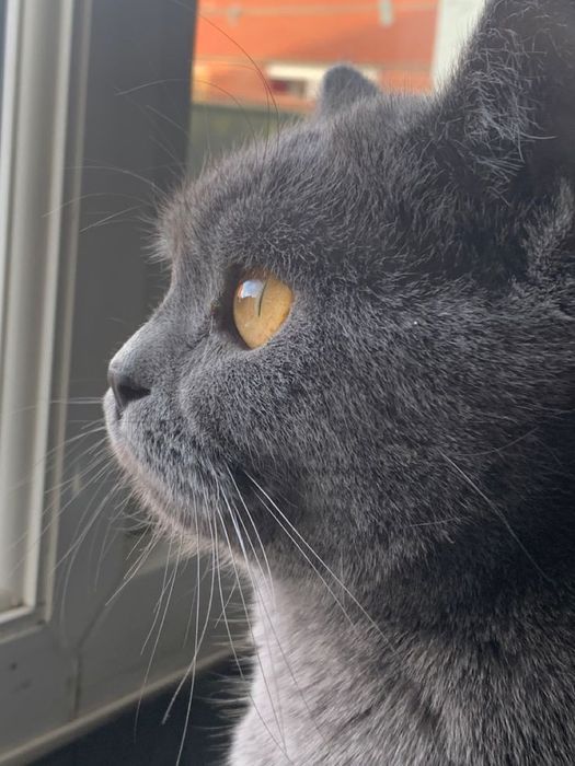 British Shorthair cat