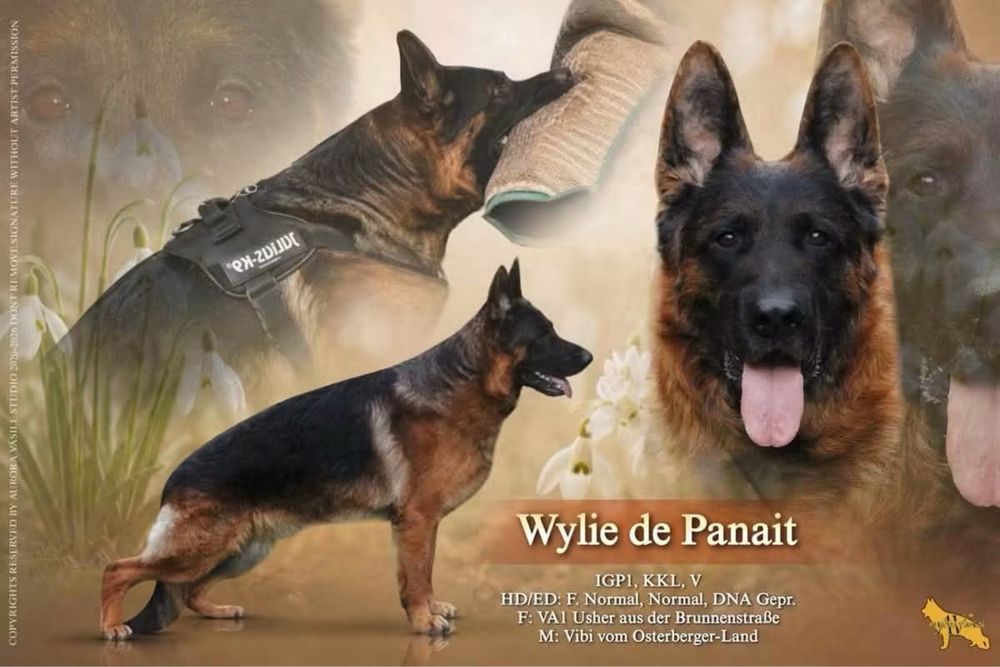 Femela ciobanesc german cu pedigree TOP