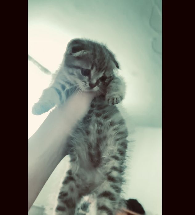 Продам вислоухого котенка