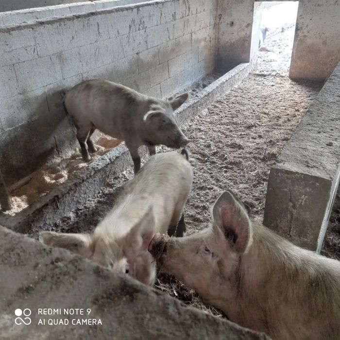 Продам молодых свиней