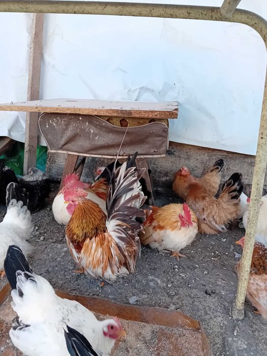 Кокошки и петли от порода Шабо