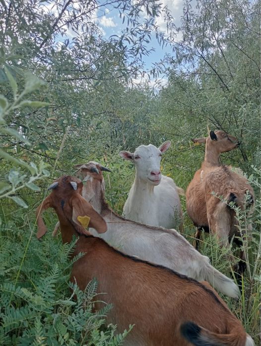 Продам Зааненскую козу