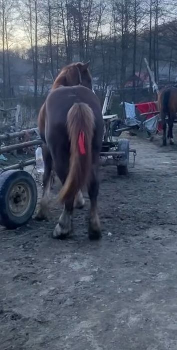 Vând cal castrat de 5 .ani. blnd  or ce proba la față  locului