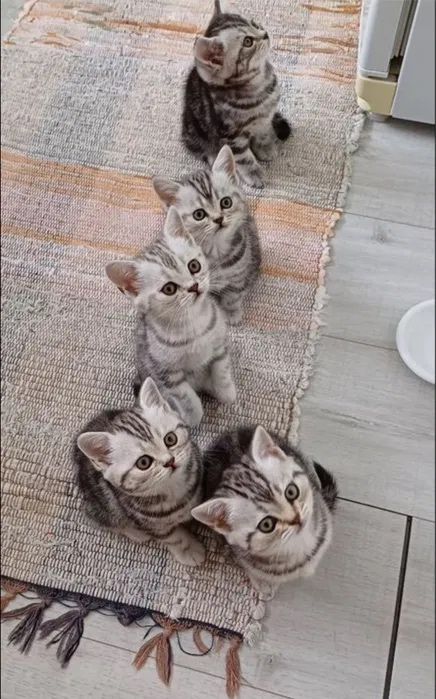 Миленькие Котятки