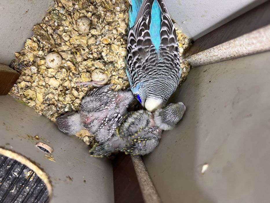 Птенцы попугая Чех