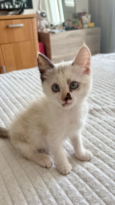 Котенок девочка 2 месяца