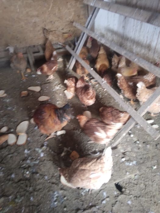 16 găini, ,gâște ,rațe.