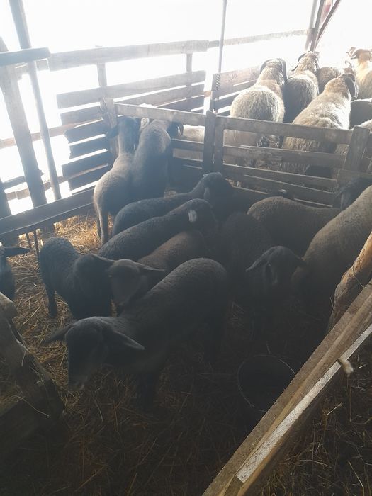 Oi carabase de vanzare