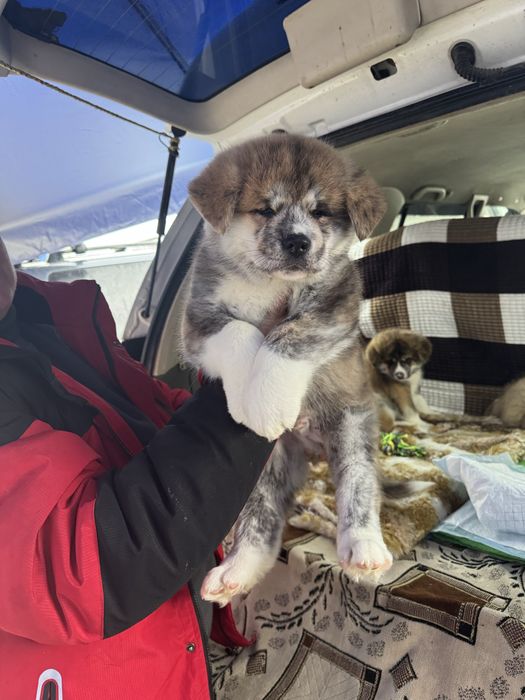 Продам Американская Акита