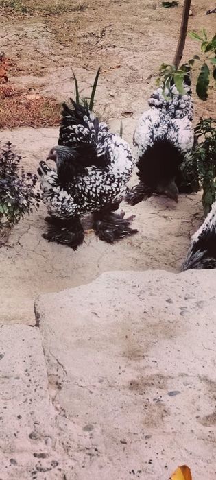 assalamu alekum andijonda tochkalik tomniy puxlar jojalari sotiladi