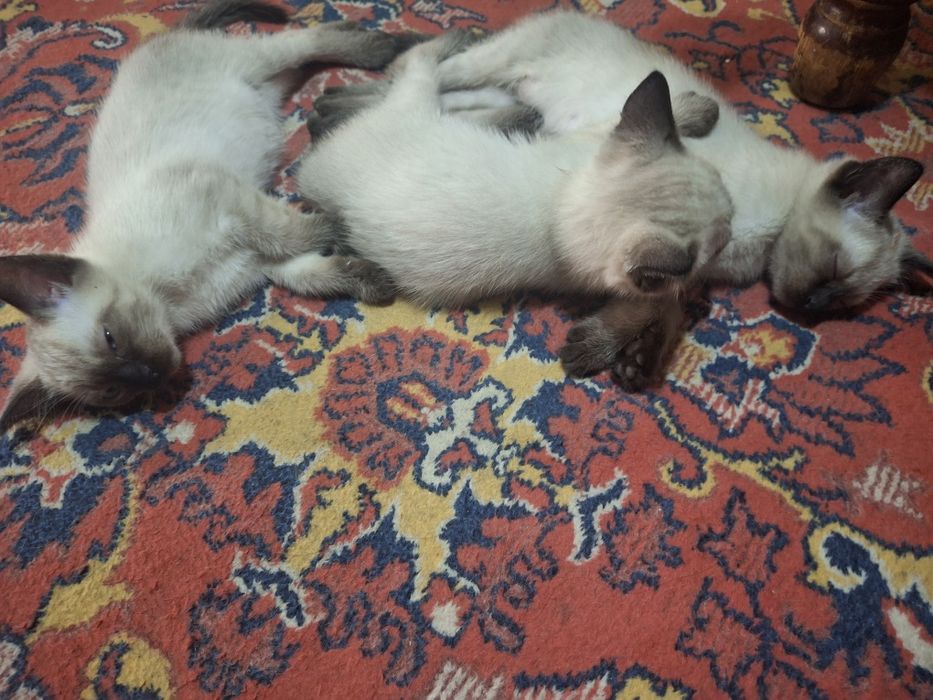 Сиамские котята чистокровные
