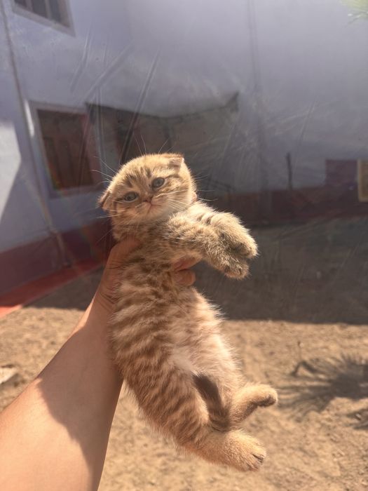 Sotiladi zalatoy shinshila otasi onasi fold