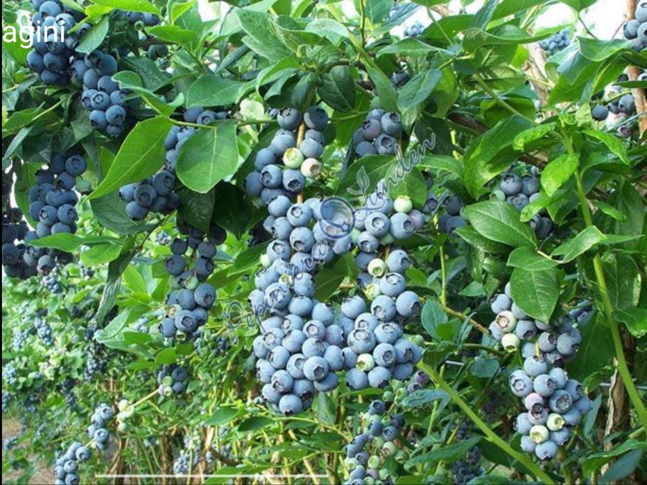 Vindem afin/coacaz/aronia de cultura