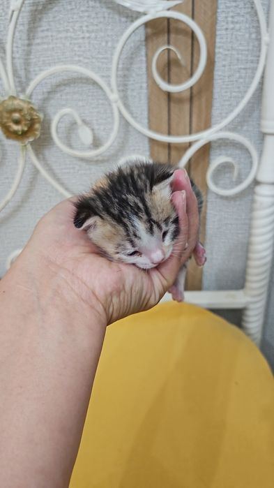 Отдам котят в хорошие руки