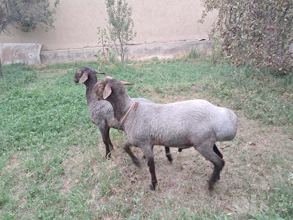 Qo'chqorlar sotiladi