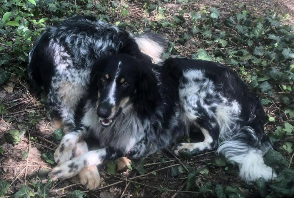 Кучета ловни откраднати /сетери