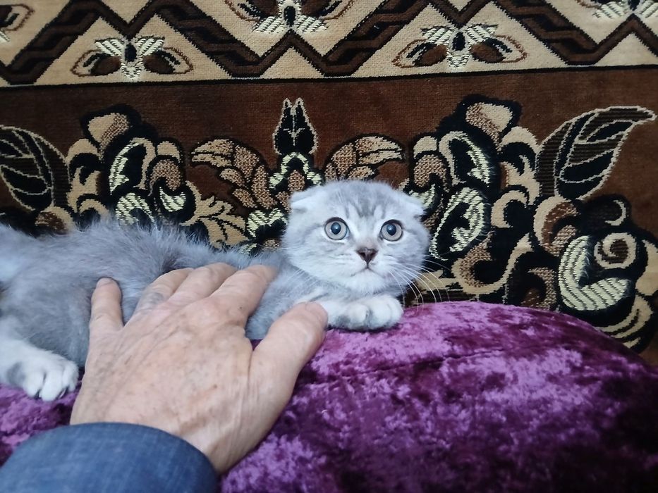 Котенок мальчик, шотландец