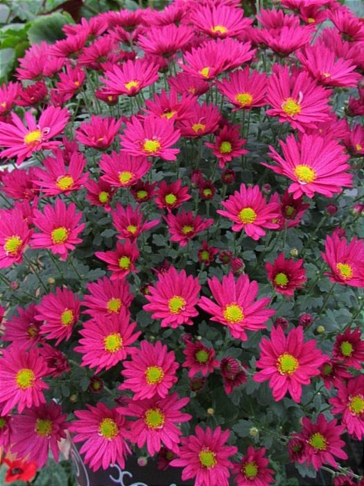 Хризантема мультифлора