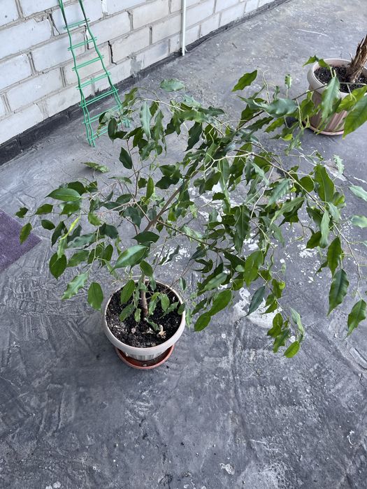 Продам комнатные цветы