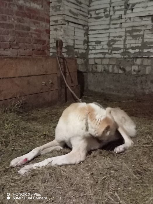 Каншык тазы сатылады