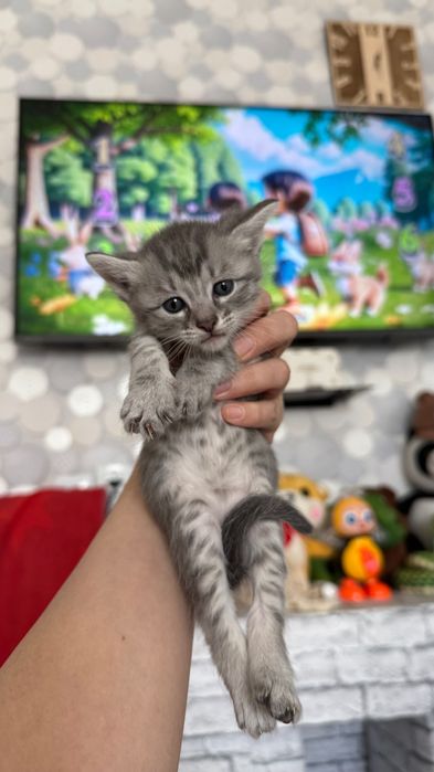 Шотландский Прямоух котята