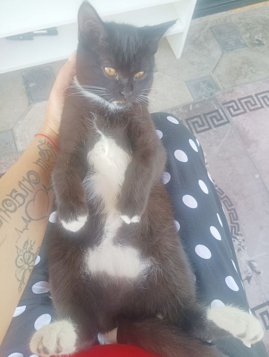 Кошечка британка биколор