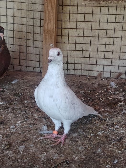 Пощенски Гълъби чифтове