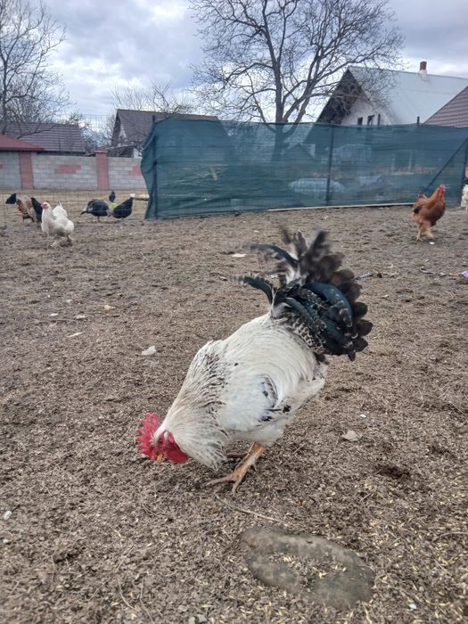 Vând cocoși de casă