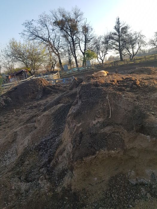 Gunoi de vaca sau de oaie