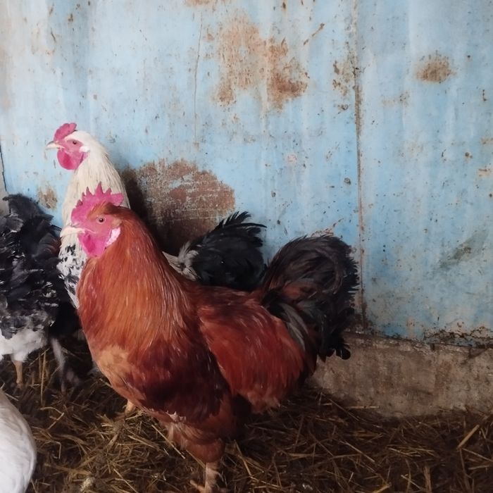 Продам куры домашние