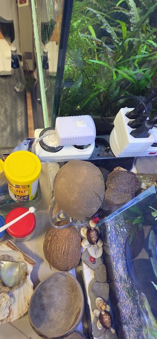 Продавам 25 л.аквариум с всичко живо в него,риби,растения,скариди