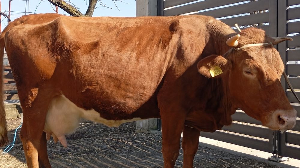 Vând vacă cu lapte