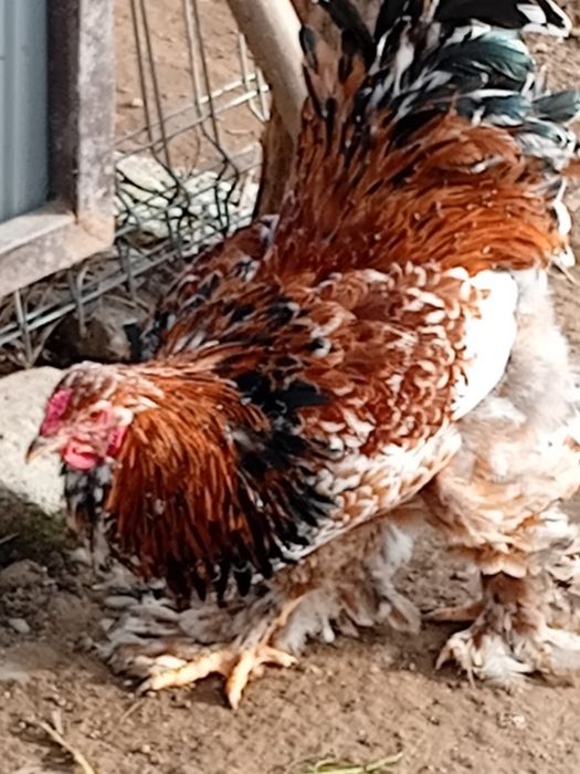 Vand cocoși tineri ,și oua pt incubat