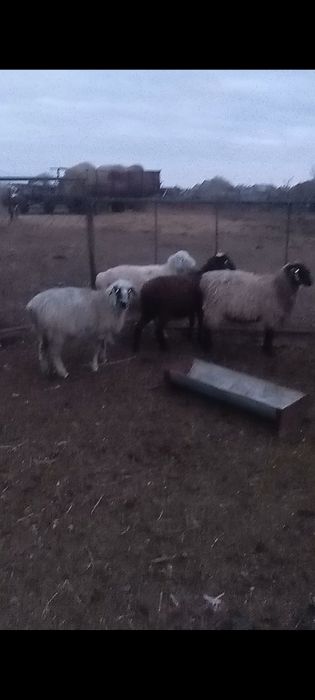 Продам баран токты в селе макинка